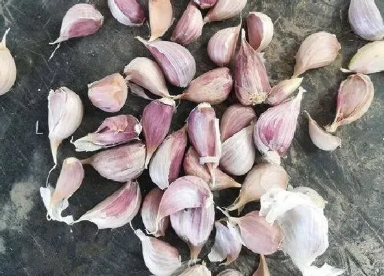 种植育种|大蒜种子怎么种植方法