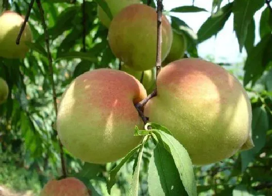 果实成熟|鹰嘴桃什么季节成熟上市