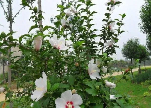 养殖科普|木槿花喜阴还是喜阳