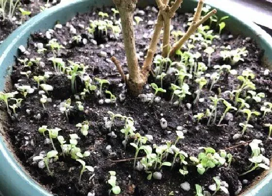 植物育苗|木耳菜几天发芽出苗 种子发芽温度与催芽方法