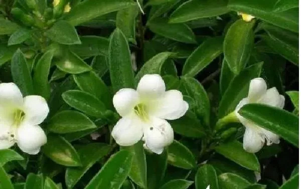 植物浇水|非洲茉莉浇什么水好 长得更旺盛