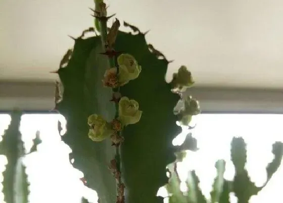 卧室摆放|龙骨花能放卧室吗