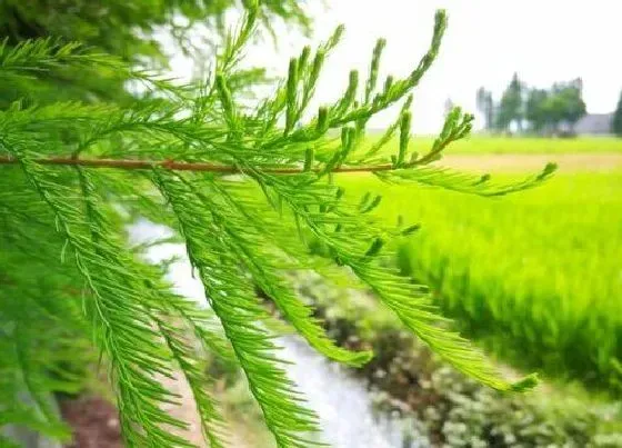 种植管理|水杉生长速度快慢 一年能长多少