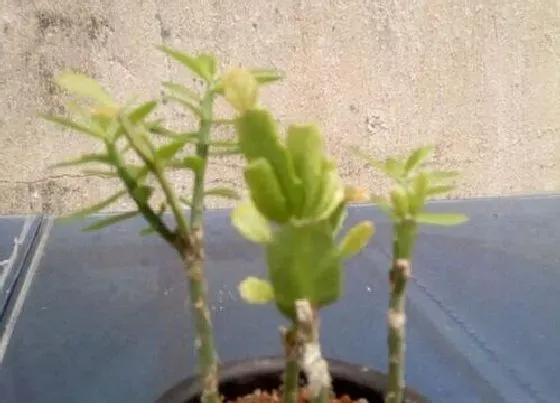 种植管理|青叶麒麟生长速度快不快 一年长多少