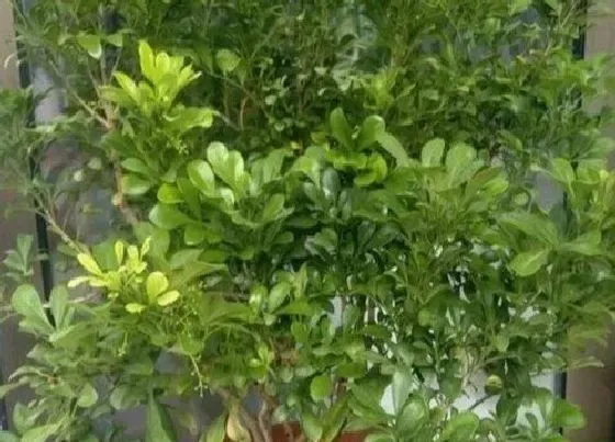 叶子发黄|米兰黄叶怎么处理 米兰花叶子黄了怎么拯救