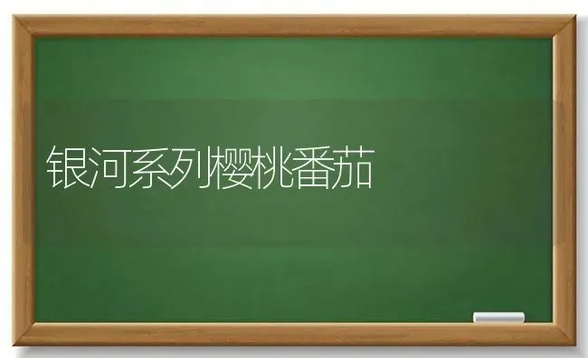 银河系列樱桃番茄 | 瓜果种植
