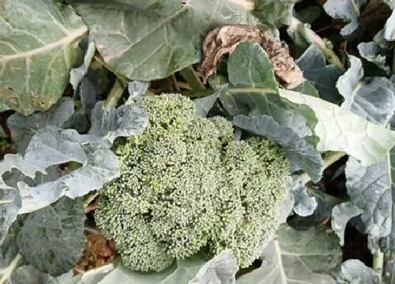 种植管理|西兰花生长期多长时间