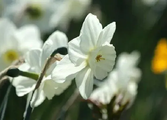 花卉百科|水仙花是哪个国家的国花