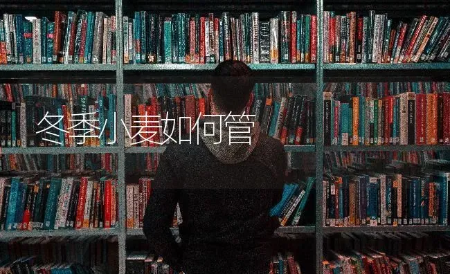 冬季小麦如何管 | 粮油作物种植