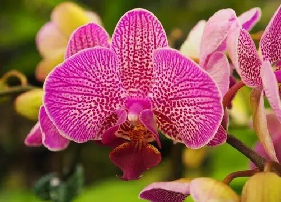 植物种类|蝴蝶兰品种名称及图片 各种颜色蝴蝶兰大全