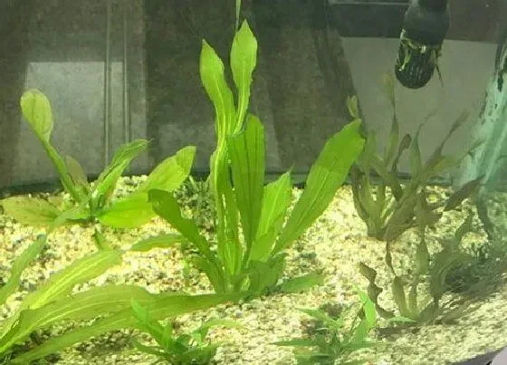 摆放风水|家里养水草对风水好吗
