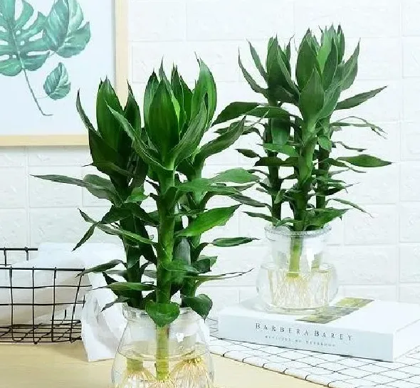 植物移栽|金钱树怎么分盆容易成活 掌握正确的分盆时间和
