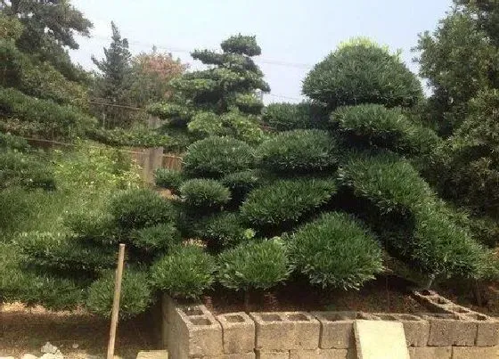 摆放常识|罗汉松种在家里禁忌（罗汉松栽在院子的位置吉利吗）