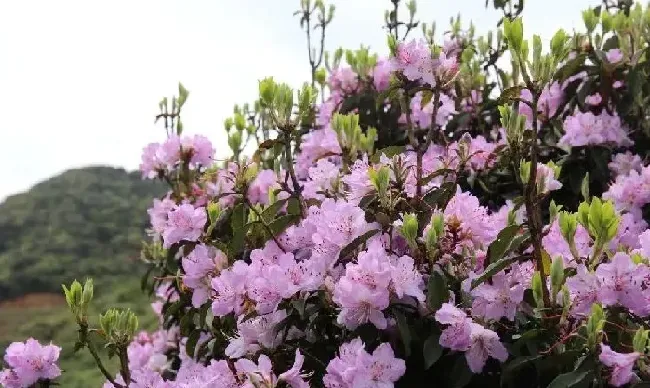 植物百科|杜鹃花分布在我国什么地方（中国杜鹃花有名的省份地区 ）