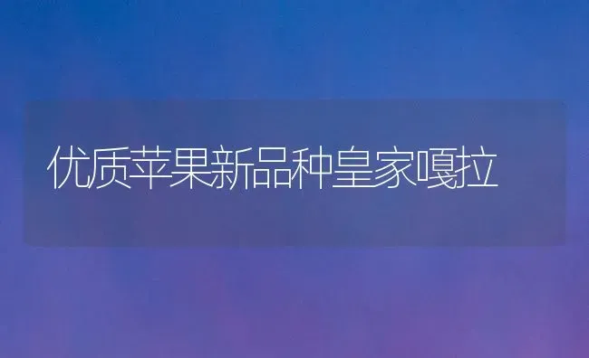 优质苹果新品种皇家嘎拉 | 瓜果种植