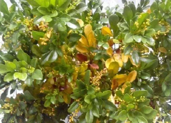 叶子发黄|米兰黄叶怎么处理 米兰花叶子黄了怎么拯救