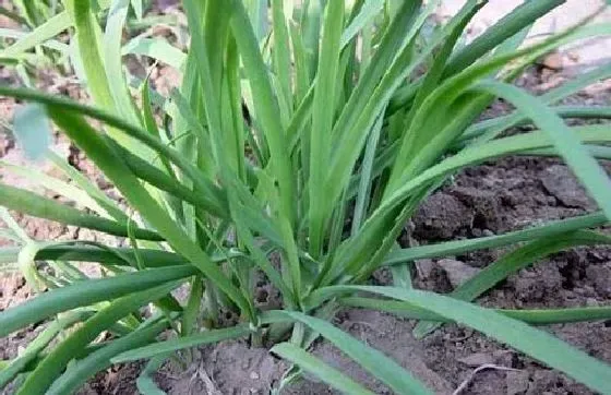 种植方法|韭菜的种植方法和时间