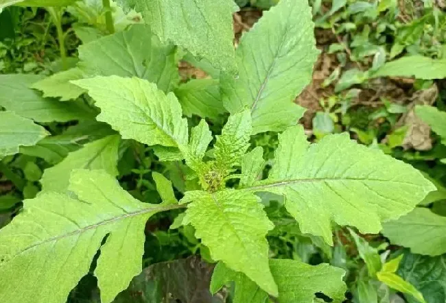 功效常识|野茼蒿的功效与作用