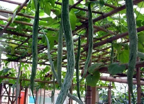 种植方法|蛇瓜种植时间和方法
