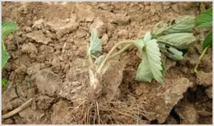 如何用化学方法防治土传病害？ | 种植病虫害