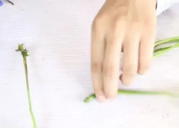 植物扦插|绿萝几月份扦插最好