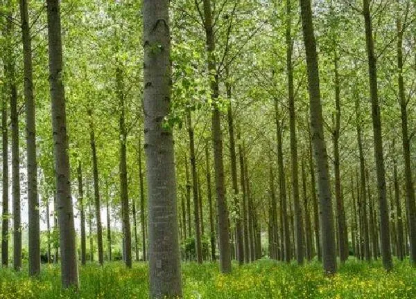 植物浇水|杨树什么时间浇水好 浇水的正确方法