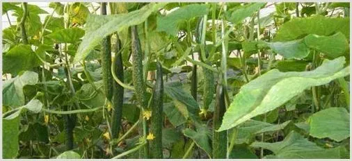 大棚黄瓜种植技术要注意什么 | 养殖技术
