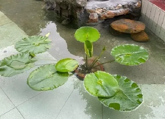 植物虫害|碗莲水里长虫子怎么办