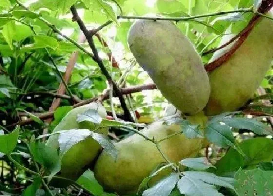 生长环境|八月炸适合什么地方种植
