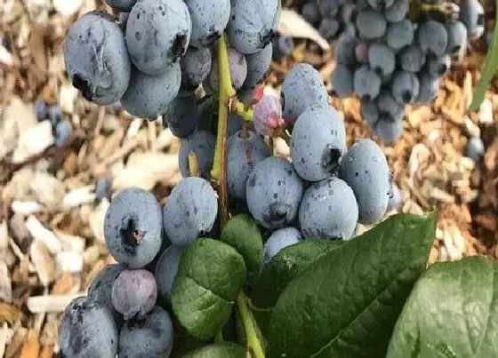 植物百科|蓝梅生长在什么地方