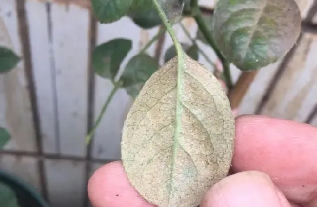 植物浇水|月季水大闷根的表现（月季花水多烂根闷根处理方法）