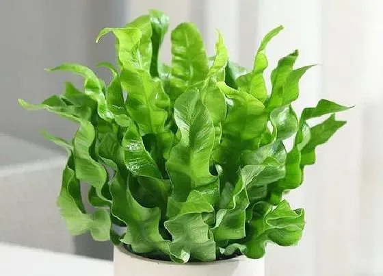 植物种类|鸟巢蕨是蕨类植物吗