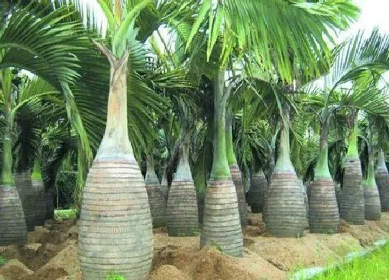 植物排行|棕榈科植物有哪些