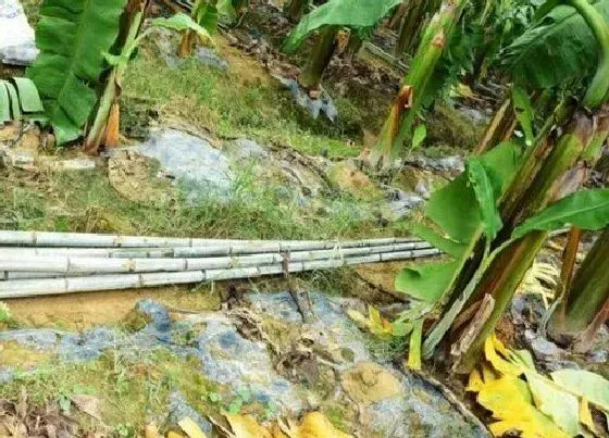植物病害|粉蕉黄叶病的原因及治疗处理方法
