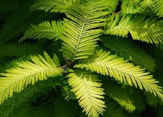 种植管理|水杉生长速度快慢 一年能长多少