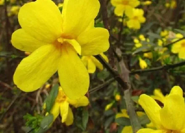 植物浇水|迎春花怎么浇水方法