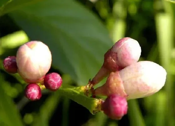 花语|什么花的花语是可爱