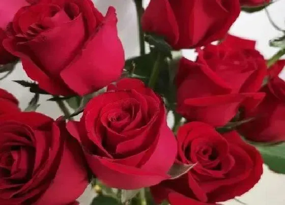 花语|12朵红玫瑰代表什么花语