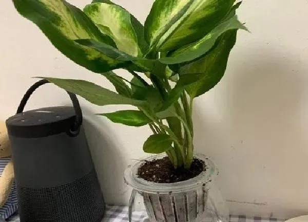 植物移栽|万年青怎么分株方法