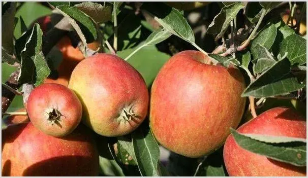 盐碱地苹果的高产种植技术详解 | 种植资料