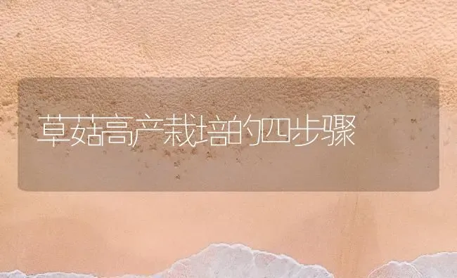 草菇高产栽培的四步骤 | 食用菌种植