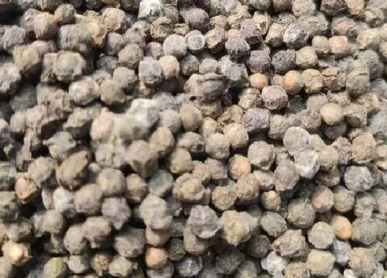 植物育苗|木耳菜种子催芽方法 种子如何处理才可播种