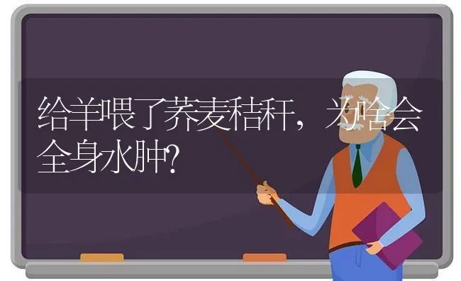 给羊喂了荞麦秸秆，为啥会全身水肿？ | 粮油作物种植