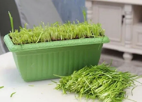 植物浇水|多菌灵可以浇韭菜吗