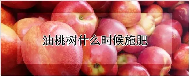 油桃树什么时候施肥 | 农业技术