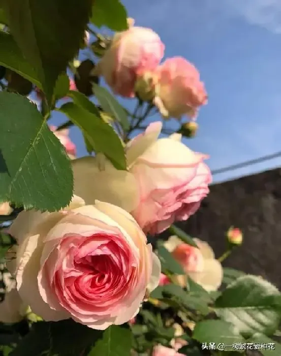 植物百科|龙沙宝石月季优缺点（龙沙宝石是藤本还是灌木月季图片）