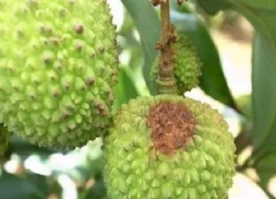 植物虫害|荔枝病虫害防治技术与方法措施