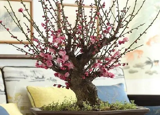 种植管理|腊梅花怎么种植方法和注意事项 家庭养殖腊梅花方法