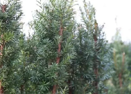 植物施肥|红豆杉施什么肥好