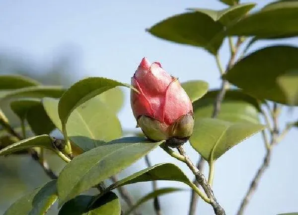 养殖科普|山茶花在北方能养活吗（买回来的山茶花怎么养不活）